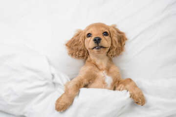 Playful English Cocker spaniel puppy lying  on a bed at home before bedtime. Top down view