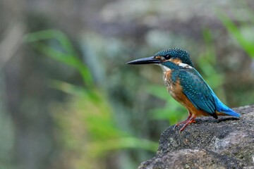 岩の上から餌を探すカワセミ幼鳥オス