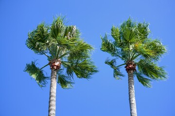 Fototapeta premium 二本ならんだ双子のようなワシントンヤシ＠大阪