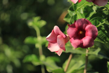 Beautiful Pink flower hollyhock blossoms decorate in garden