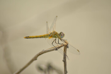 green dragonfly