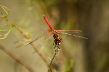 red dragonfly