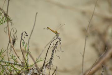 dragonfly in grass