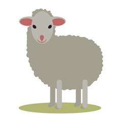 Sheep isolated
