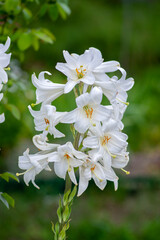 Lilium candidum Madonna true lily white tall flowering plant, beautiful ornamental flowers in bloom