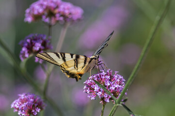 Verbena bonariensis vervain purpletop flowering plant with white black butterfly scarce swallowtail Iphiclides podalirius