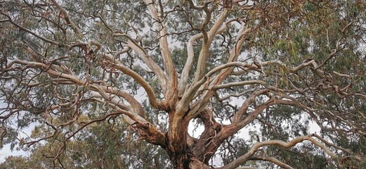 eucalyptus branches against blue sky © Michael