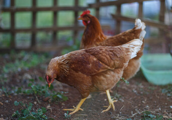 two beautiful red chickens roaming the backyard in Adelaide, South Australia