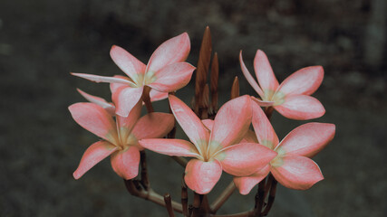 photo of artistic pink plumeria in the garden