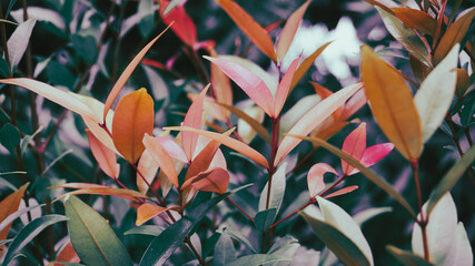 photo of artistic colorful leaves in the garden