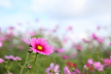 コスモスの花畑