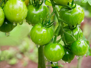 Bunch of young natural fresh green tomatoes with water drops after heavy rain growing in garden.