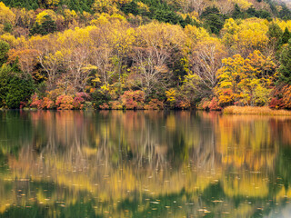 Fototapeta premium autumn trees reflected in water