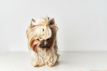 Yorkshire Terrier executes commands isolated background