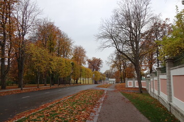 Empty road during the day autumn season in public city park Kadriorg. Pink fence wall on the right. Many dry leaves on the grass. Golden color foliage. October 2021. Tallinn, Estonia