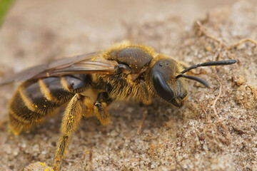 Closeup on a female of the Common furrow bee, Lasioglossum calceatum sitting on a stone