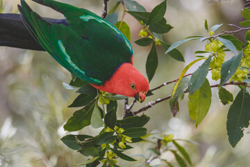 Australian King Parrot in a tree.
