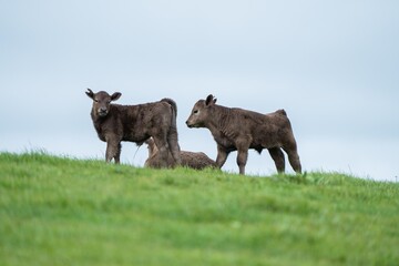 Close up of cows in the field, Angus and Murray Grey beef Cattle eating long pasture in spring and...