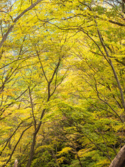 autumn in the forest