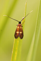 Vertical closeup on the Little longhorn moth, Cauchas fibulella