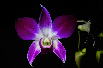 Fototapeta na wymiar purple orchid orchid 1 with black background