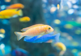 Fish and landscape in the aquarium