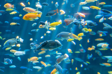 Naklejka na ściany i meble Fish and landscape in the aquarium
