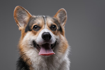 Joyful cardigan doggy with opened mouth against gray background