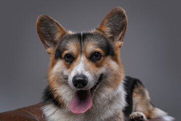 Headshot of carefree happy dog panting against gray background