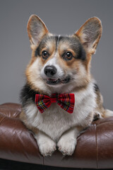 Elegant doggy with bowtie lying on leather chair