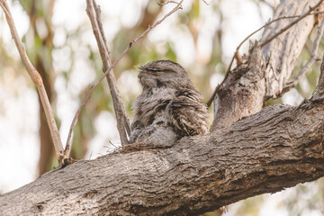 A baby Tawny Frogmouth chick nestled beside its parent in a tree fork nest.