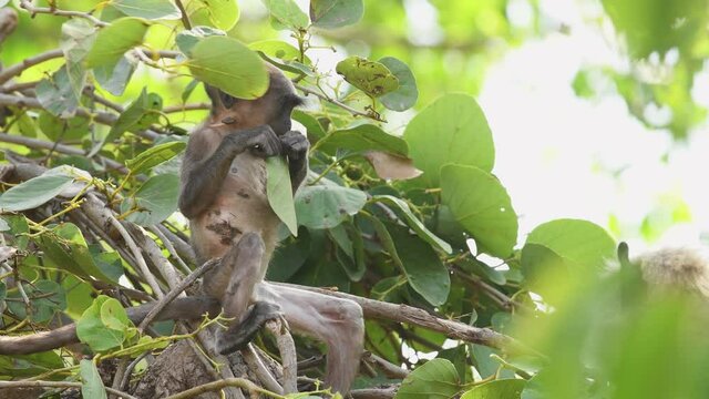 Close up shot of baby Gray or Hanuman langurs or indian langur or monkey facing ill or skin disease or virus problem at ranthambore national park or tiger reserve rajasthan india - Semnopithecus