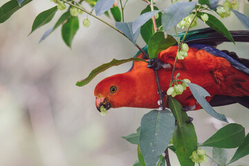 Australian King Parrot in a tree.