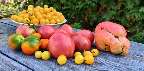 Autumn vegetables, tomato, pepper. Harvesting season.