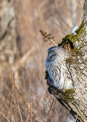 Ural owl (Strix uralensis) in Hokkaido, Japan