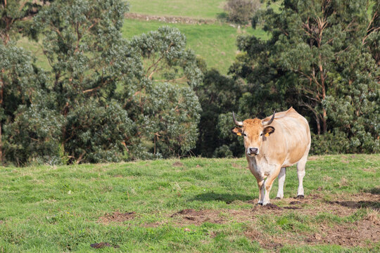 cow looking at the camera. the cow is at the side of the image in a green pasture, in the background there is a forest. the animal is located at the side of the image. space copy