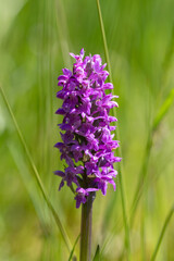 Naklejka premium Early marsh orchid, Gelderland, The Netherlands