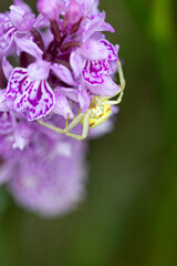 Goldenrod crab spider on orchid flower, Gelderland, The Netherlands