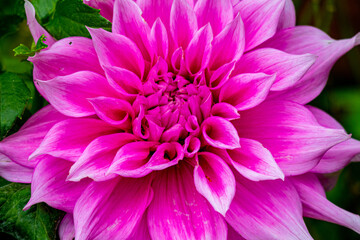 ピンク色のダリアの花