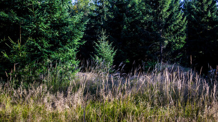 In the Bystrzyckie Mountains in Poland
