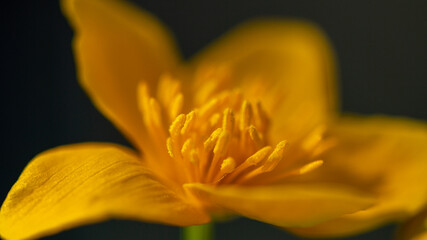 Obraz premium spring flowers