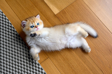 Kitten lying on the wooden floor in the room in the supine position and look up view from above, small british shorthair cat golden color is sleeping and being naughty.