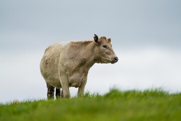 Close up of cows in the field, Angus and Murray Grey beef Cattle eating long pasture in spring and...