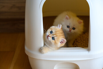 Kittens are playing in the cat toilet, two cats play naughty in the cat litter box, learning to pee...