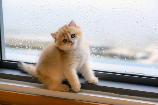 British Shorthair kittens golden color sitting in a cute pose He was playing mischievously by the window of the house, a pure and beautiful pedigree kitten was cute.