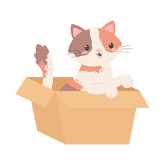 little cat in box