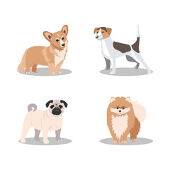 Four popular breeds of small dogs: Jack Russell, Pomeranian Terrier, Pembroke Corgi, pug