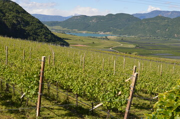 View to vineyards and Lago di Caldaro, mountains behind 