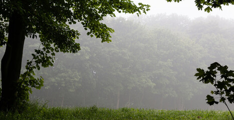 Dark silhouettes of trees in a misty, damp park. Misty morning. Fog in forest. Horizontal header banner copy space blog background