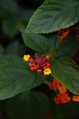 Flores macro amarillo y rojo 